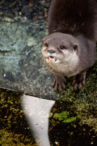 High angle view of rabbit in water