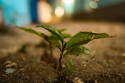 Close-up of plant growing on land