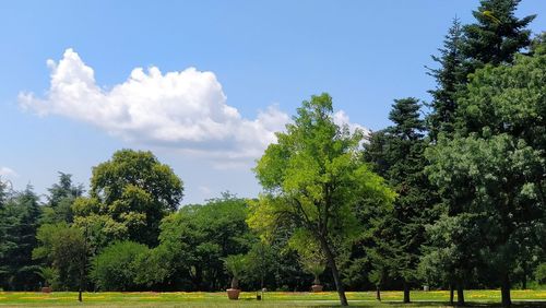 Trees on field against sky