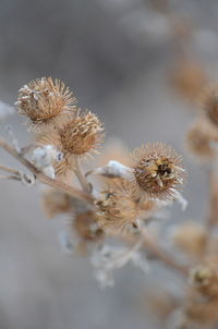 Close-up of wilted flower