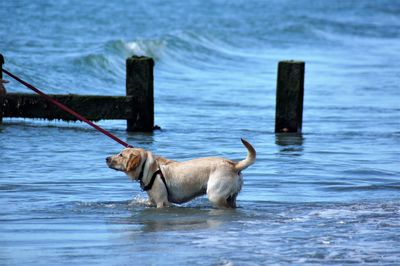 View of dog in the sea