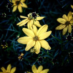 Close-up of yellow daisy flowers