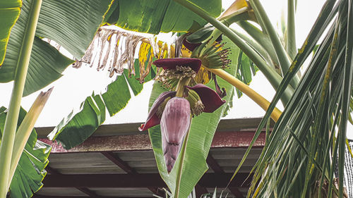 Low angle view of palm tree