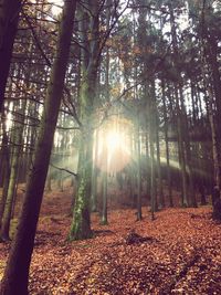 Sunlight streaming through trees in forest