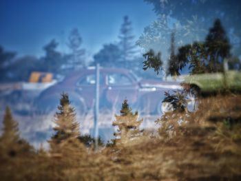 Pine trees on landscape against blue sky