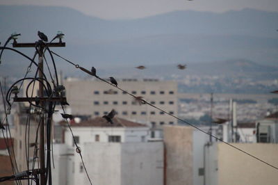 Low angle view of bird perching on cable in city against sky