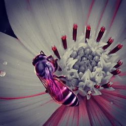 Close-up of pink flowers