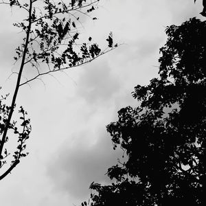 Low angle view of silhouette tree against sky