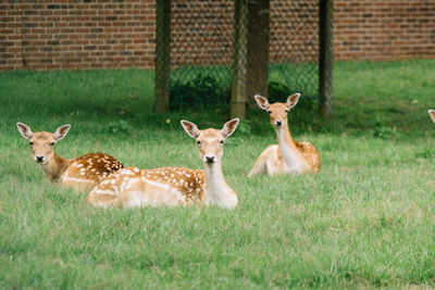 Deer on grass