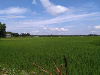 Scenic view of agricultural field against sky