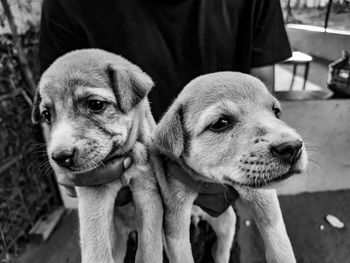 Close-up portrait of dog