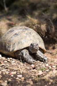 Close-up of turtle on field