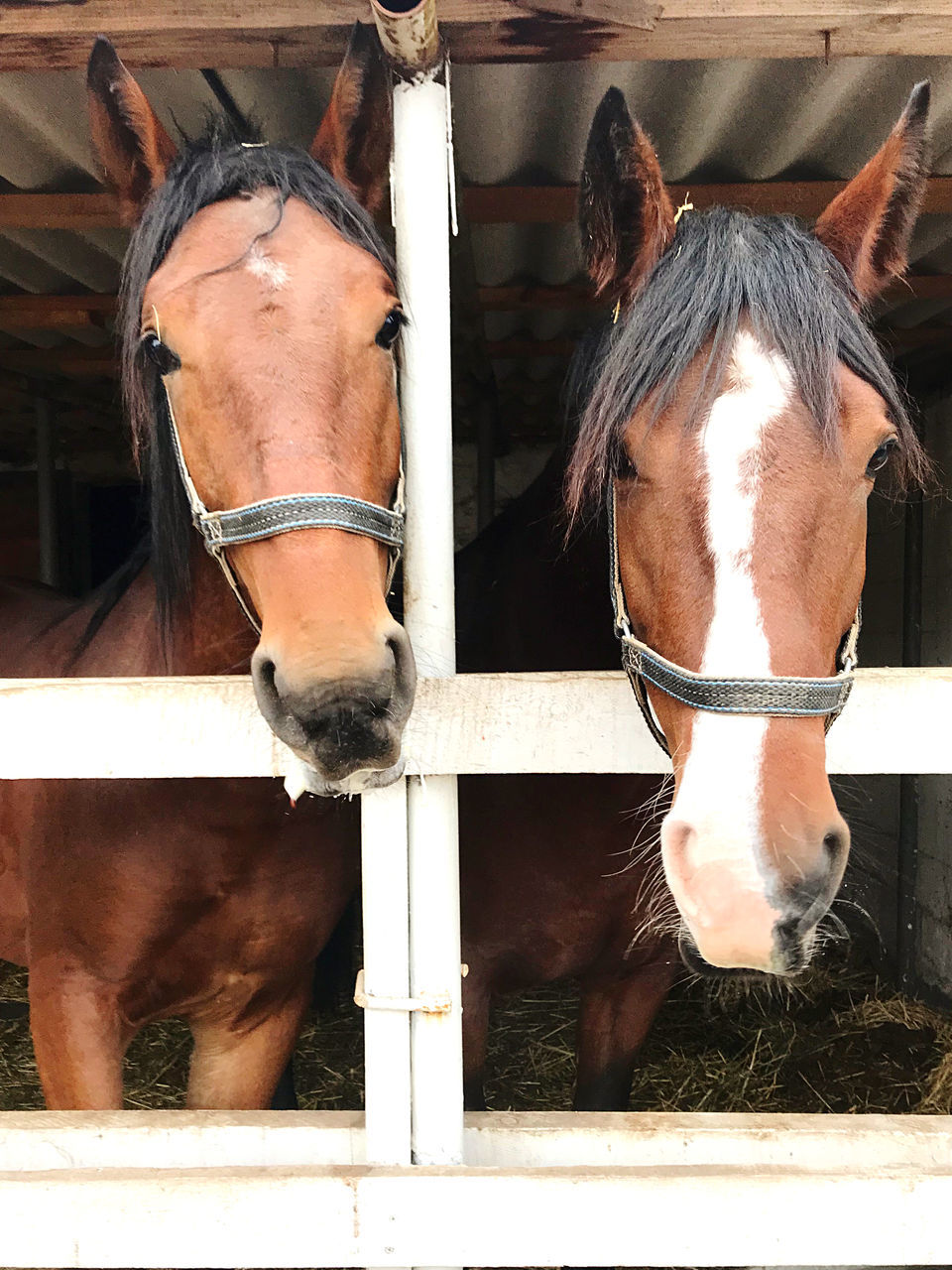 horse, animal, animal themes, mammal, domestic animals, livestock, pet, animal wildlife, halter, mane, bridle, brown, group of animals, no people, two animals, stallion, mare, working animal, herbivorous, animal head, farm, animal body part, rein, day, outdoors, nature, close-up, fence, portrait