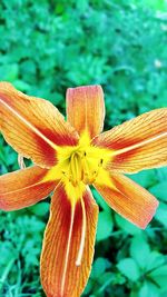 Close-up of flower blooming outdoors