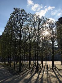 Trees in autumn against sky