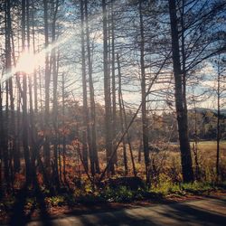 Sun shining through trees in forest