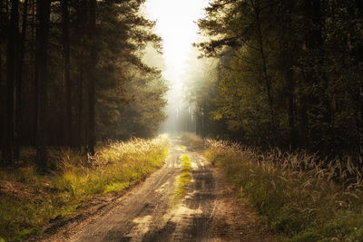 Trees in forest