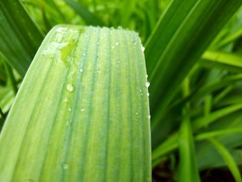 Close-up of wet green leaf