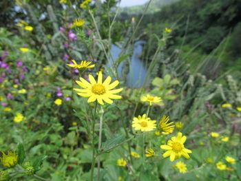 Close-up of yellow flower