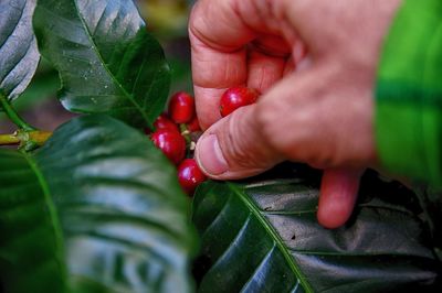 Cropped hand of man holding plant