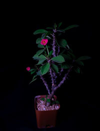 Close-up of small potted plant against black background