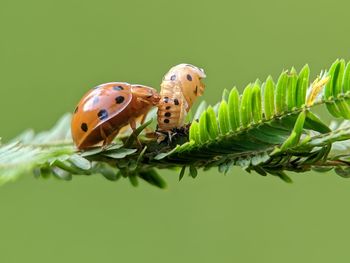 Close-up of insect on plant