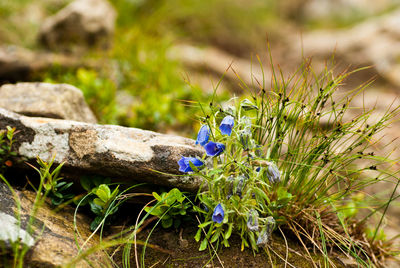 Close-up of purple flowering plant on field