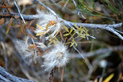 Close-up of plant