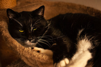 Close-up portrait of black cat