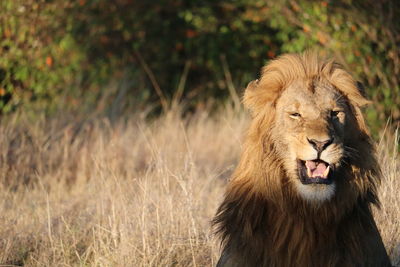 Close-up of a cat on field