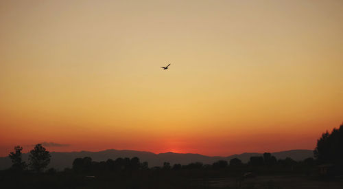 Silhouette of birds flying against orange sky