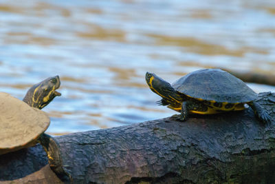 Close-up of a turtle in lake