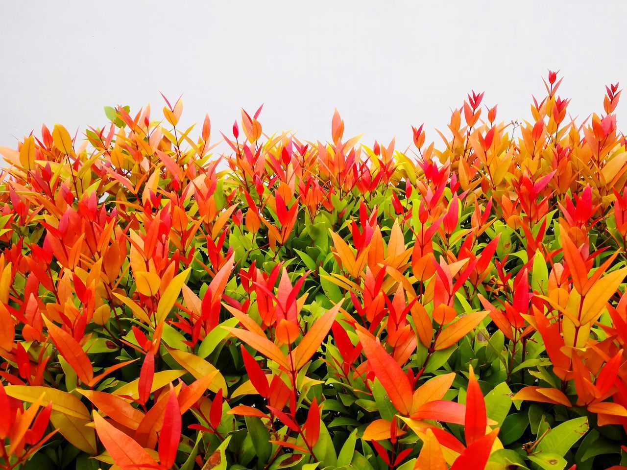 CLOSE-UP OF RED FLOWERING PLANTS