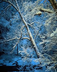 High angle view of snow covered plants