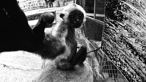 Close-up of monkey on shadow