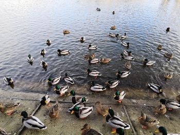 High angle view of seagulls on lake