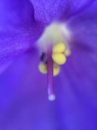 Macro shot of flower