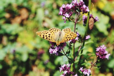Butterfly on purple flower