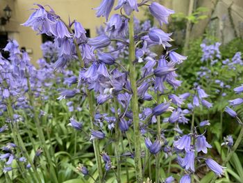 Close-up of purple flowering plants