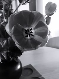 Close-up of flower blooming outdoors