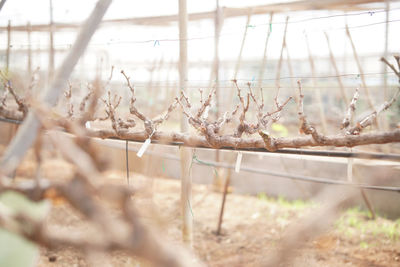 Close-up of dry plants on field seen through window