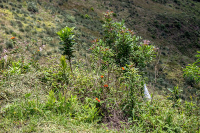 Full frame shot of plants growing in field