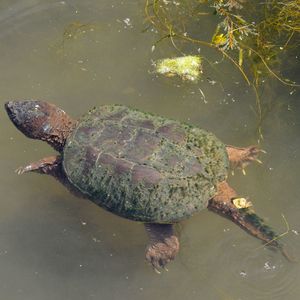 High angle view of turtle in sea