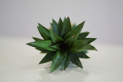 Close-up of plant against white background