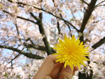 Low angle view of hand holding yellow flower against sky