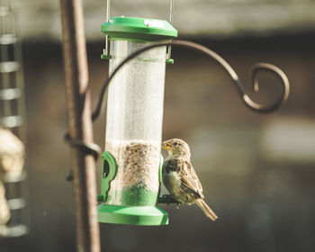 Close-up of bird on feeder