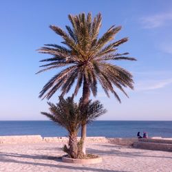 Palm trees on beach