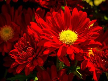 Close-up of red flower