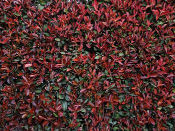 Full frame shot of red leaves on field