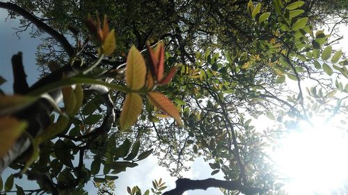 Low angle view of trees against sky